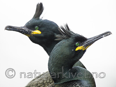 BB 15 0662 / Phalacrocorax aristotelis / Toppskarv